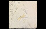 Fossil Dragonfly With Coprolite (Pos/Neg) - Germany #92469-3